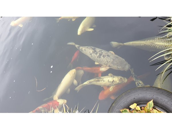 foto nr. 1 van deze Koi Overige ,