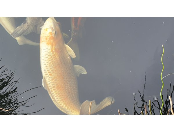 foto nr. 2 van deze Koi Overige ,