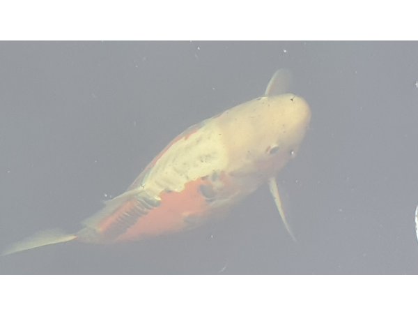 foto nr. 3 van deze Koi Overige ,