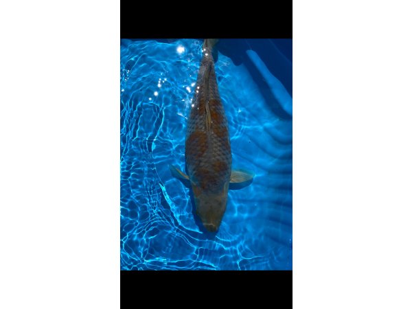 foto nr. 1 van deze Koi Ochiba Shigure ,
