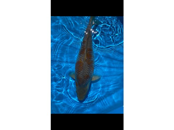 foto nr. 2 van deze Koi Ochiba Shigure ,