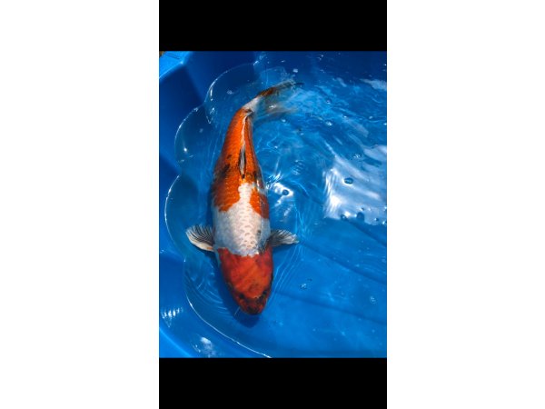 foto nr. 2 van deze Koi Kin Showa ,