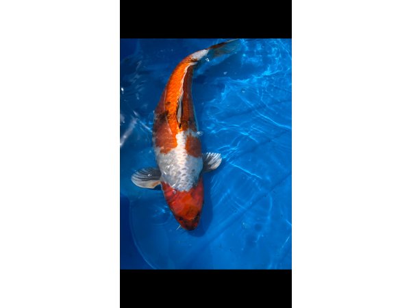 foto nr. 1 van deze Koi Kin Showa ,