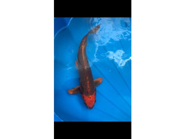 foto nr. 1 van deze Koi Overige , 