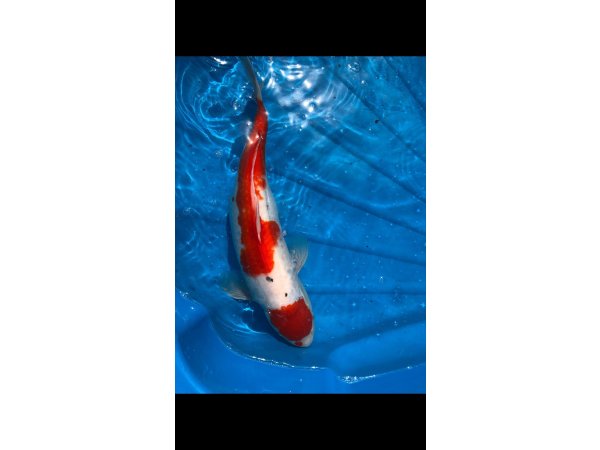 foto nr. 1 van deze Koi Overige , 