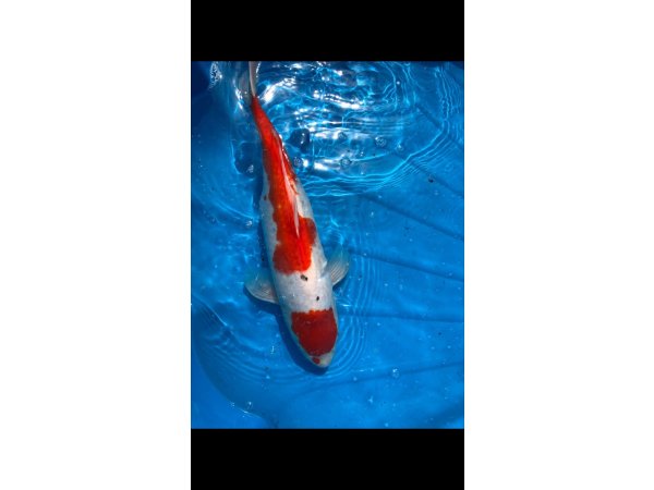 foto nr. 2 van deze Koi Overige , 