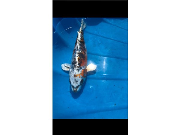 foto nr. 2 van deze Koi Overige ,