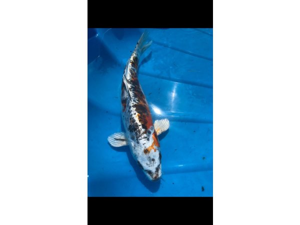 foto nr. 1 van deze Koi Overige ,