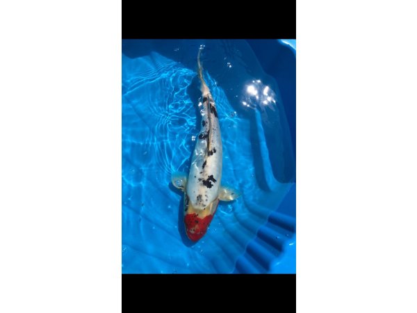 foto nr. 2 van deze Koi Overige , 