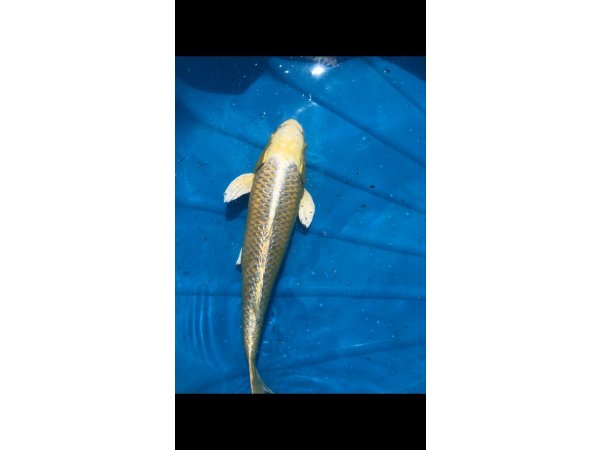 foto nr. 1 van deze Koi Yamabuki Ogon , 