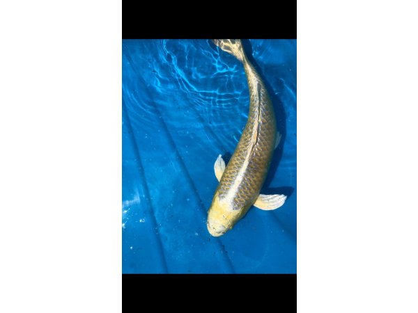 foto nr. 2 van deze Koi Yamabuki Ogon , 