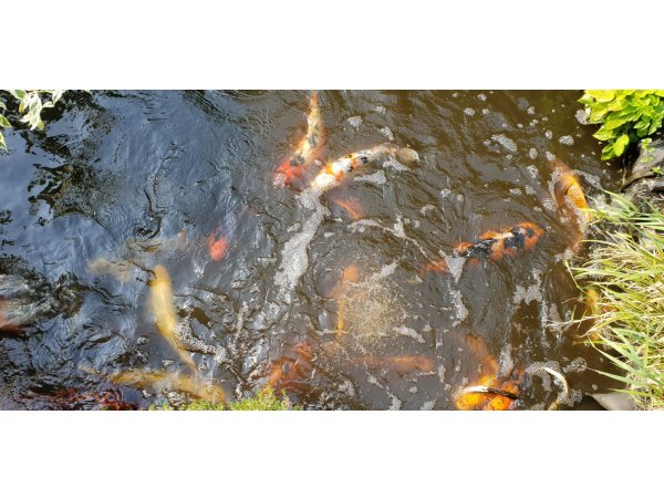 foto nr. 5 van deze Koi Overige , 