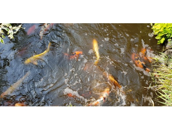 foto nr. 1 van deze Koi Overige , 