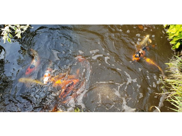 foto nr. 6 van deze Koi Overige , 