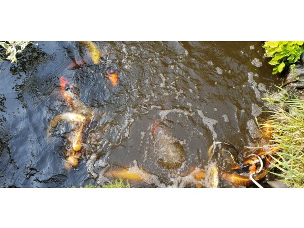 foto nr. 4 van deze Koi Overige , 