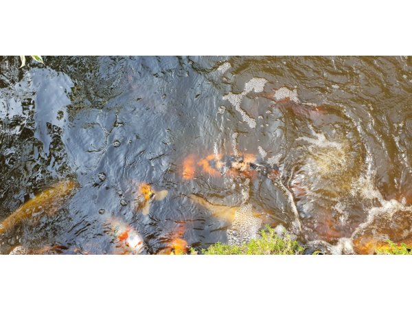 foto nr. 7 van deze Koi Overige , 