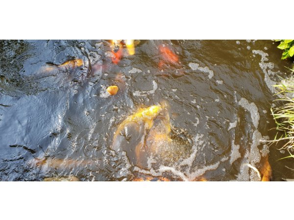 foto nr. 2 van deze Koi Overige , 