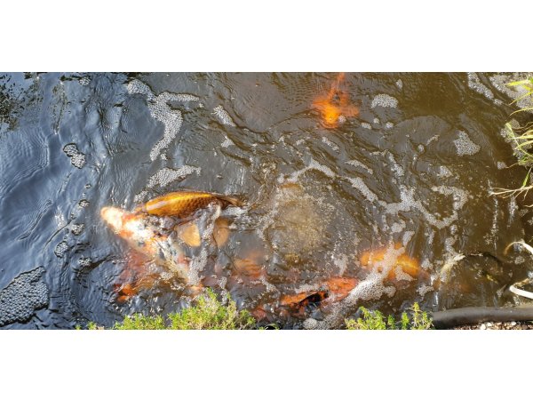 foto nr. 9 van deze Koi Overige , 