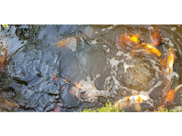 foto nr. 8 van deze Koi Overige , 