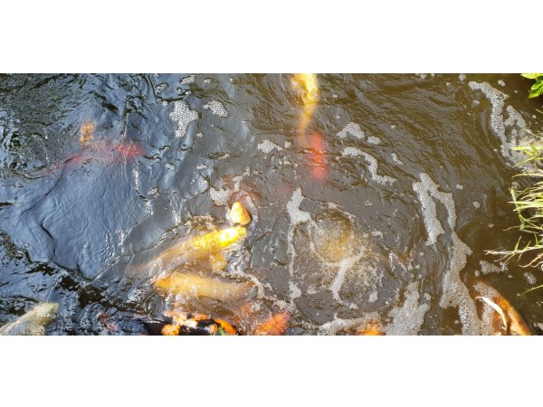 foto nr. 3 van deze Koi Overige , 