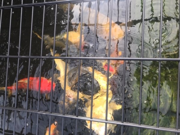 foto nr. 4 van deze Koi Overige , 