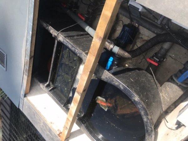 foto nr. 3 van deze Koi Overige , 