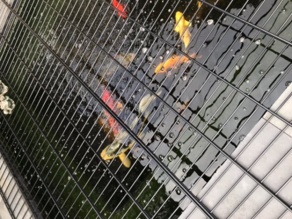 foto nr. 1 van deze Koi Overige , 