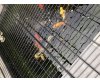 Koi Overige voor T.e.a.b.