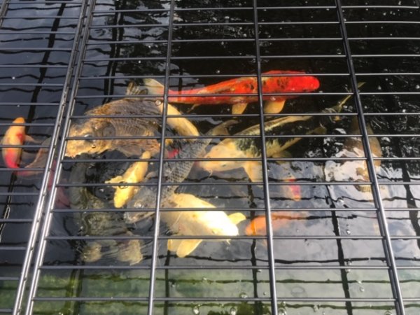 foto nr. 5 van deze Koi Overige , 