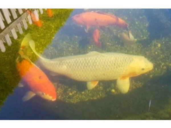 foto nr. 2 van deze Koi Overige , 