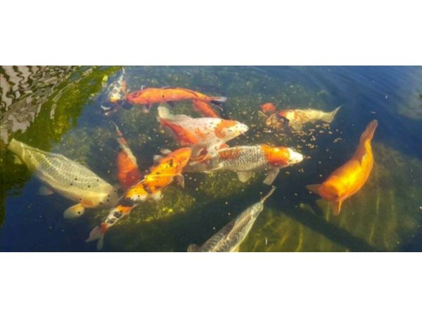foto nr. 1 van deze Koi Overige , 