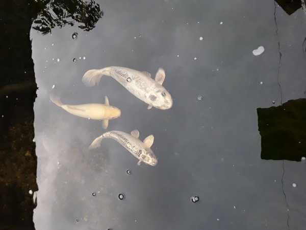 foto nr. 3 van deze Koi Overige , 