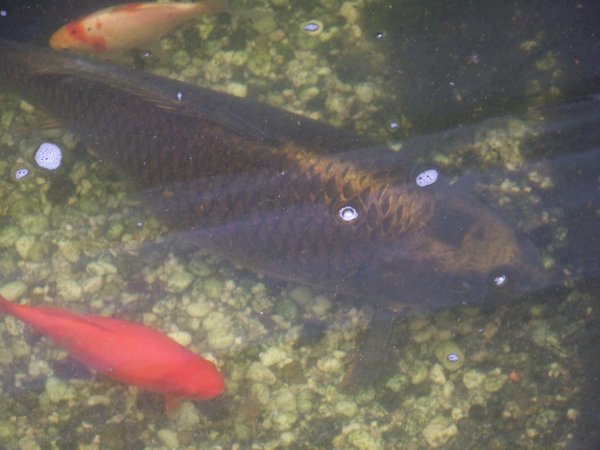 foto nr. 3 van deze Koi Overige , 