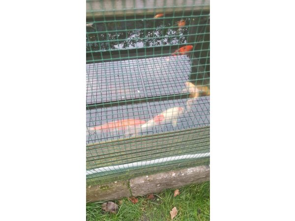 foto nr. 7 van deze Koi Overige , 