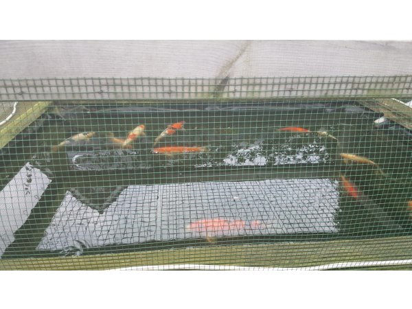 foto nr. 4 van deze Koi Overige , 