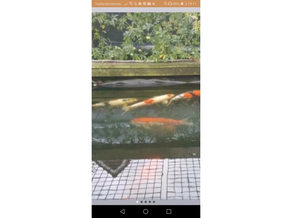 foto nr. 1 van deze Koi Overige , 