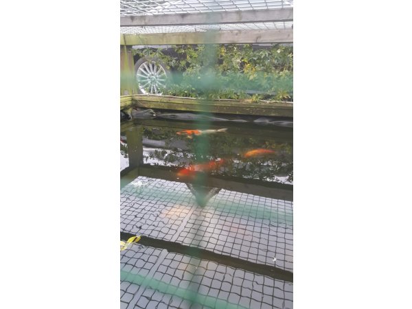 foto nr. 6 van deze Koi Overige , 
