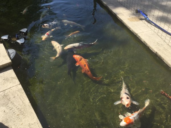 foto nr. 4 van deze Koi Overige , 