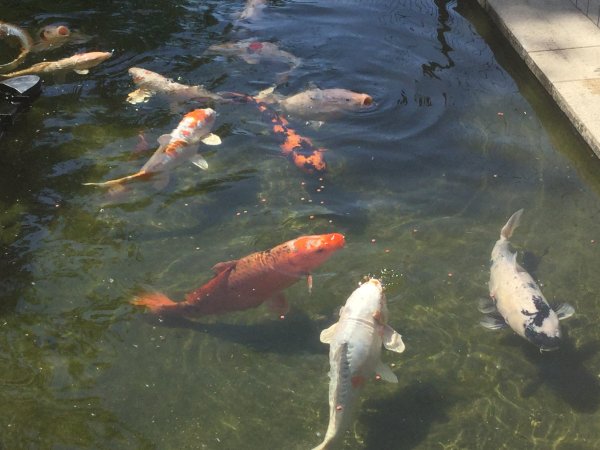 foto nr. 6 van deze Koi Overige , 