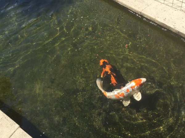 foto nr. 3 van deze Koi Overige , 