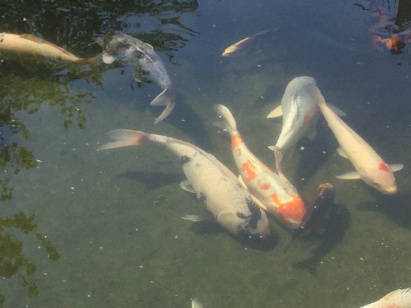 foto nr. 1 van deze Koi Overige , 