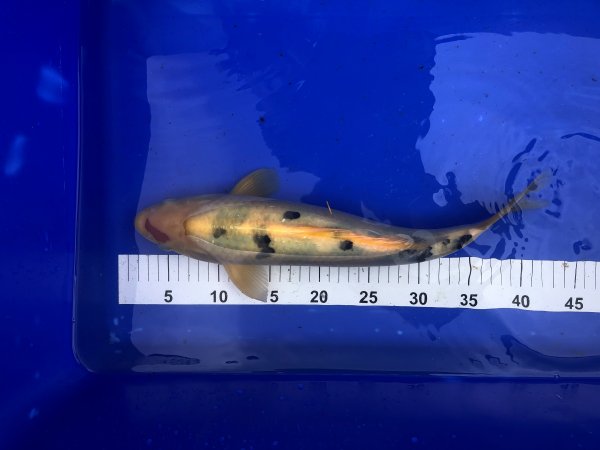 foto nr. 1 van deze Koi Taisho Sanke , 