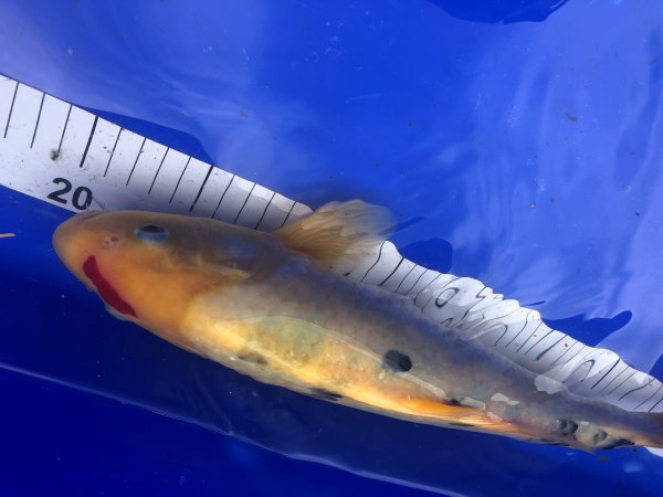 foto nr. 2 van deze Koi Taisho Sanke , 