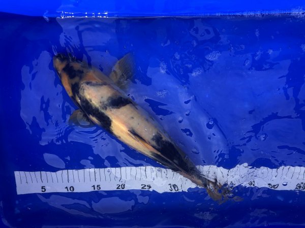 foto nr. 1 van deze Koi Showa Sanke , 