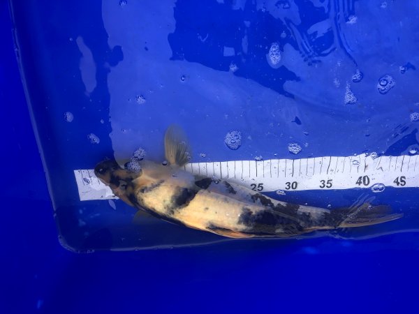 foto nr. 2 van deze Koi Showa Sanke , 