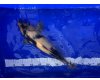Koi Showa Sanke voor € 30,00