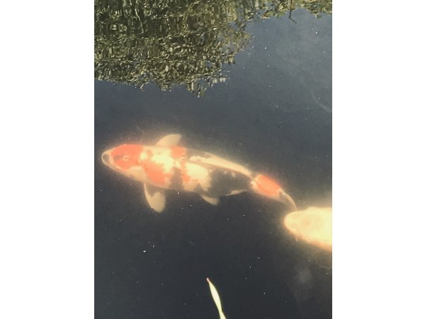 foto nr. 3 van deze Koi Overige , 