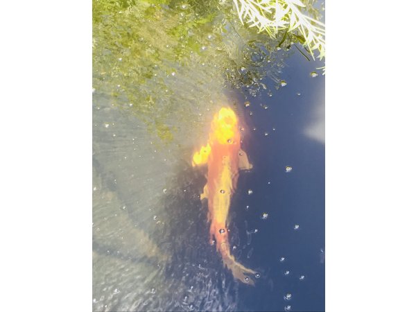 foto nr. 5 van deze Koi Overige , 