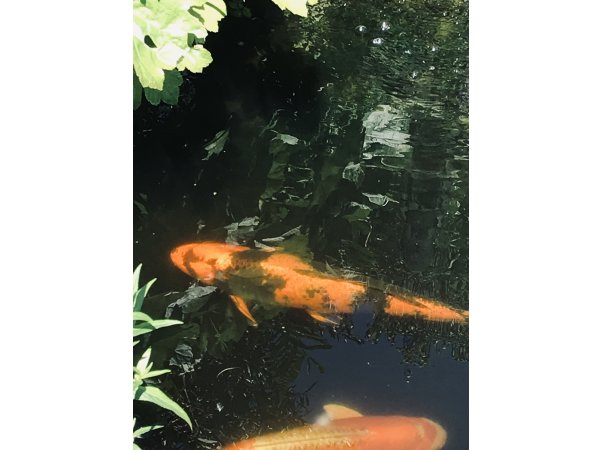 foto nr. 1 van deze Koi Overige , 