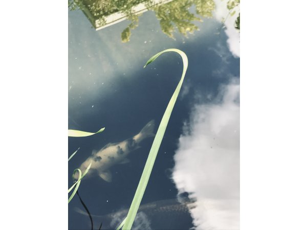 foto nr. 6 van deze Koi Overige , 